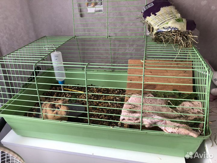 Морская свинка с клеткой