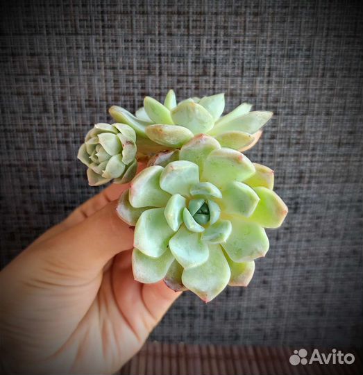 Суккуленты из Азии 3