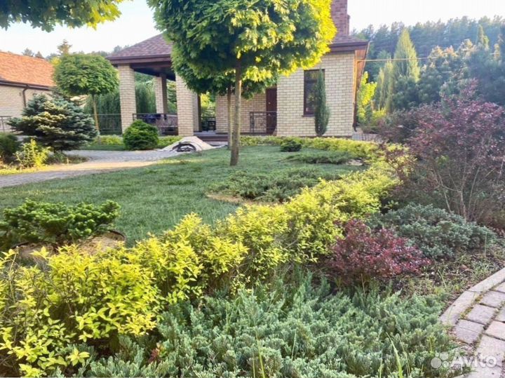 Укладка рулонного газона - 100 мятлик