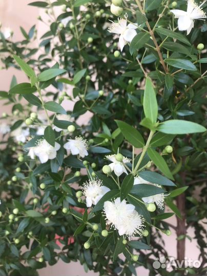 Миртовое дерево