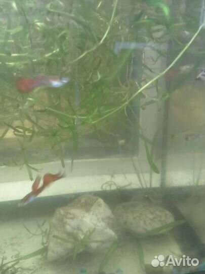 Аквариумные растения, камни