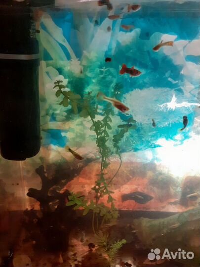 Рыбки гуппи