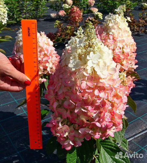 Гортензия метельчатая 