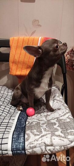 Собака чихуахуа мини кабель вязка