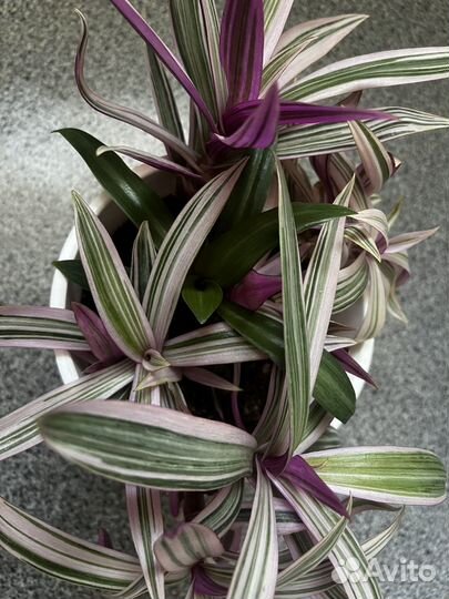 Традесканция ситара