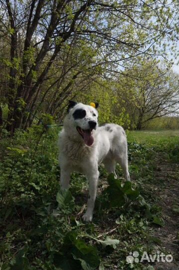 Приютский Саймон ищет дом