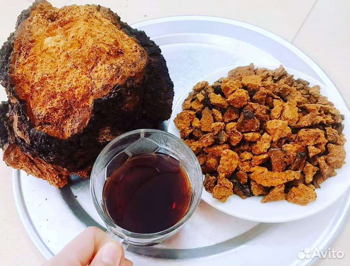 Чага березовая