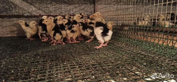 Цыплята, утята, гусята