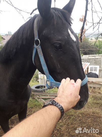 Жеребчик Сабхат