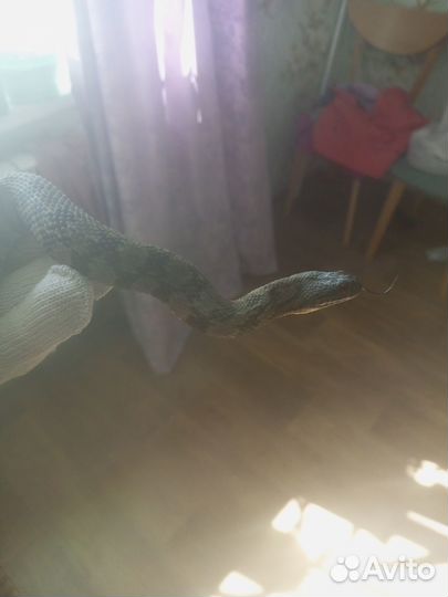 Американский уж