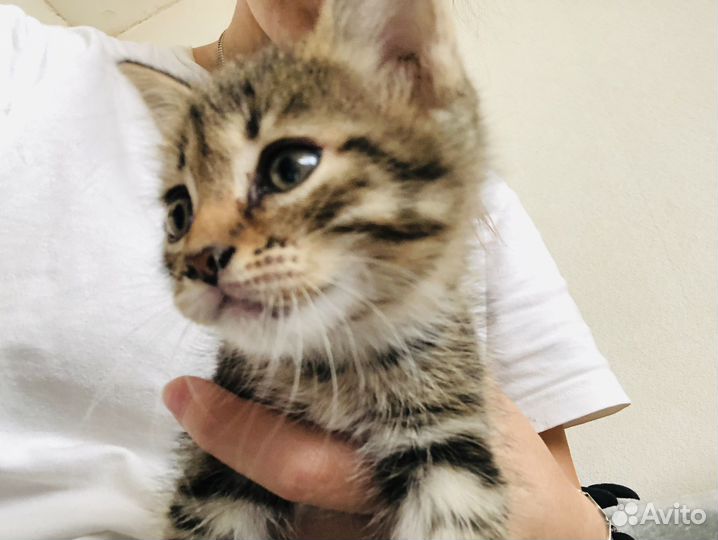 Котята и мама-кошка