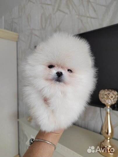 Кремовые померанцы с документами РКФ
