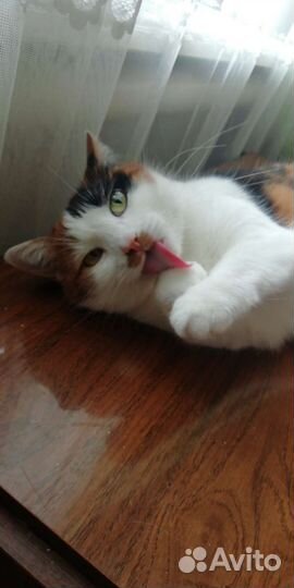 Кошка в дар