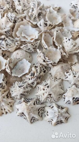 Морские ракушки стар лимпед 1 кг