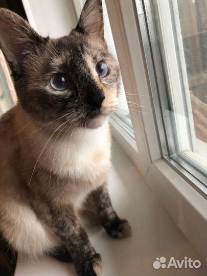 Кошка в дар