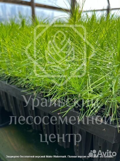 Сеянцы для лесовосстановления сосна зкс