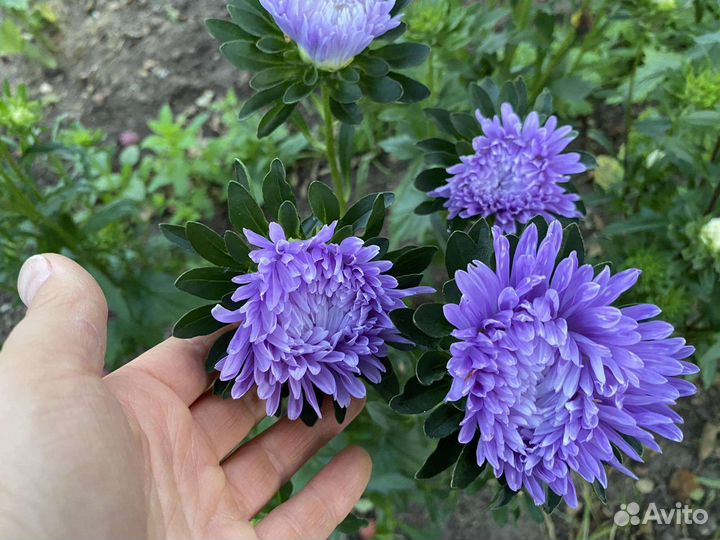 Цветы на срезку / для букетов, композиций