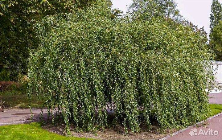 Форзиция Ива Барбарис, Черная и Красная Смородина