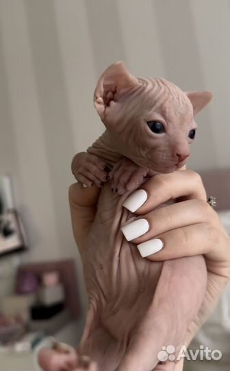 Канадский сфинкс котенок