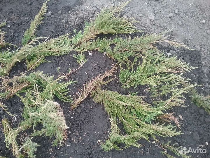 Можжевельник принц уэльский