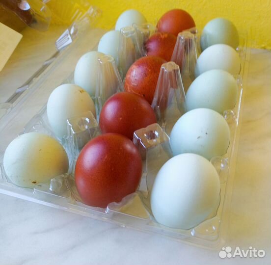 Инкубационное яйцо и цыплята Маран, Лакендази