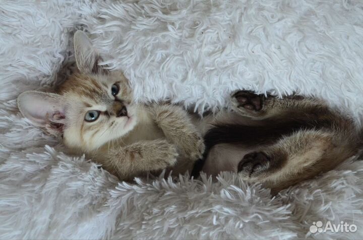 Котята метис тайченка
