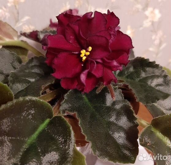 Укорененные листики