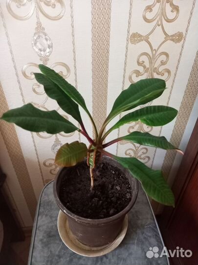 Эуфорбия Беложильчатый Молочай Суккулент