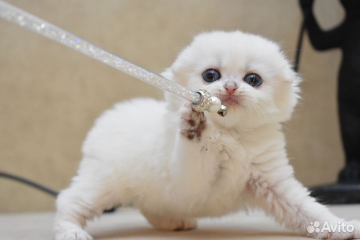 Шотландский котёнок. Девочка