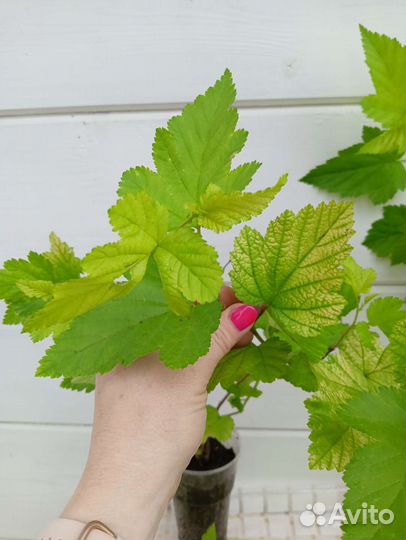 Пузыреплодник, саженцы