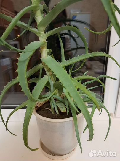 Алоэ столетник