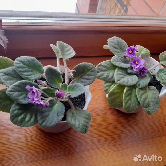 Детка фиалки с цветом