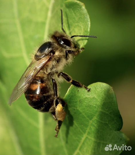 Пчелы (пчелопакеты, пчелосемьи)