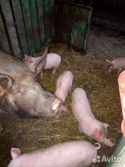 Поросята Дюрок/см.привиты,кастрированы