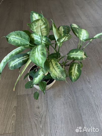 Диффенбахия