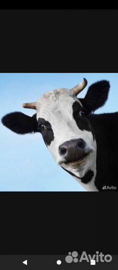 Корова с теленком