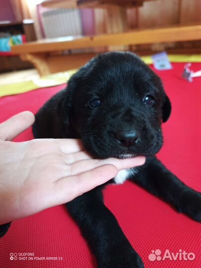 Щенки Лабрадор