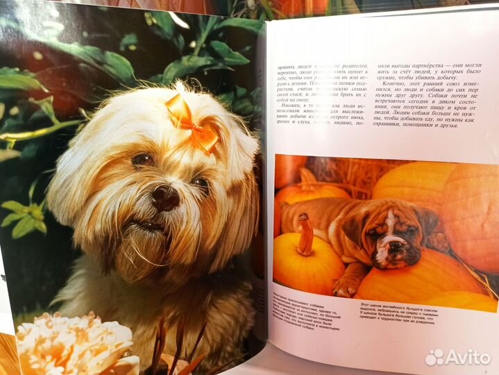 Книга щенята панда мир животных