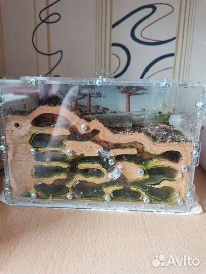 Муравьиная ферма с муравьями