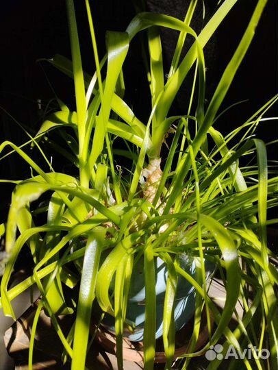 Индийский лук