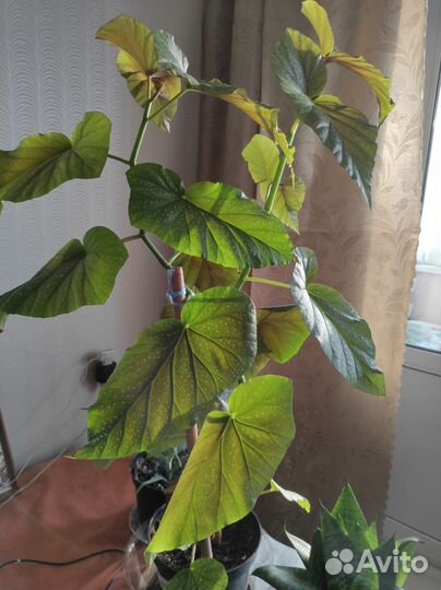 Бегония макулата (пятнистая)