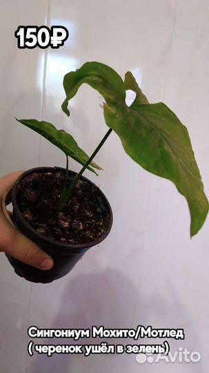 Разные комнатные растения#1