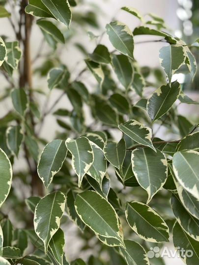 Фикус Бенджамина