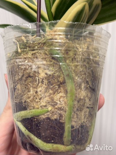 Орхидея фаленопсис Сого Вивьен