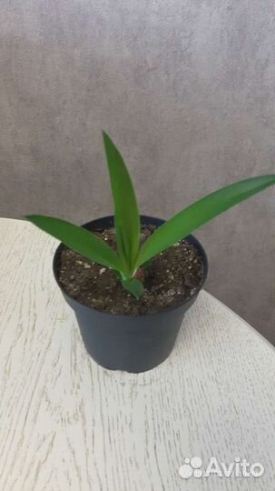 Разные цветы