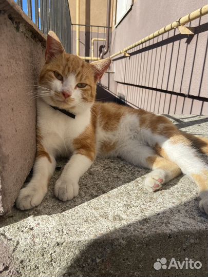 Рыжий котик ищет дом