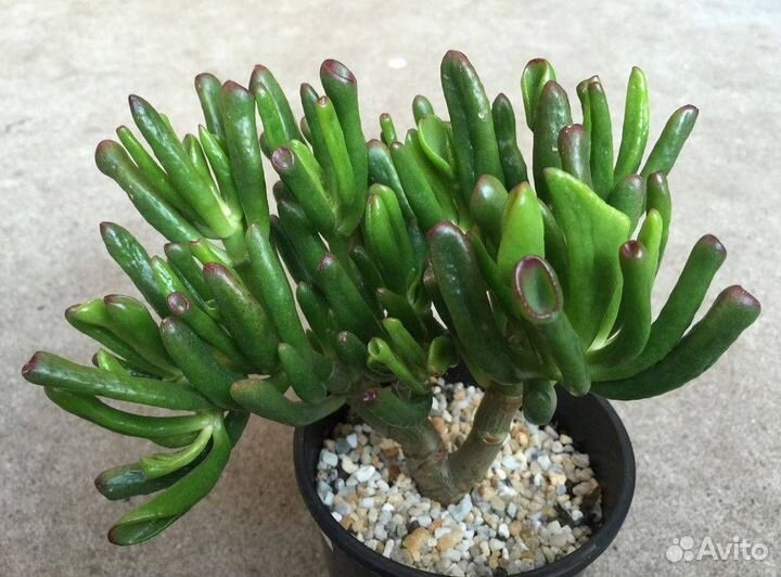 Крассула голлум