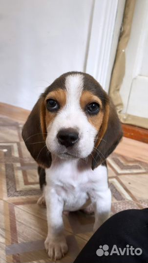 Щенок Бигль мальчик