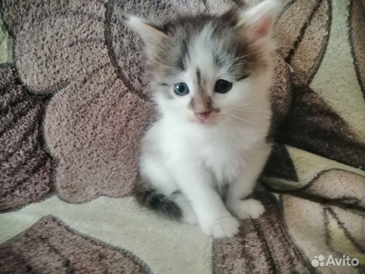 Отдам кота в добрые руки