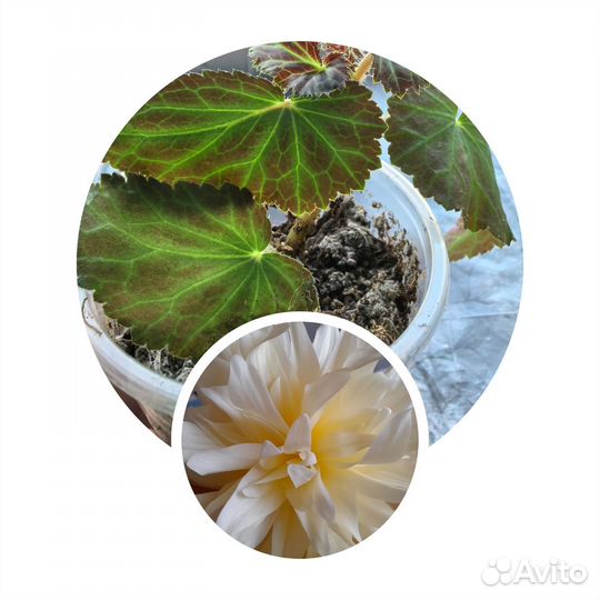 Бегония беллекония